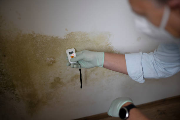 Best Kitchen Mold Remediation in Stedman, NC