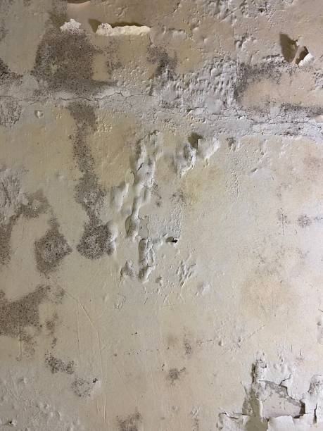 Best Post-Flood Mold Remediation in Stedman, NC